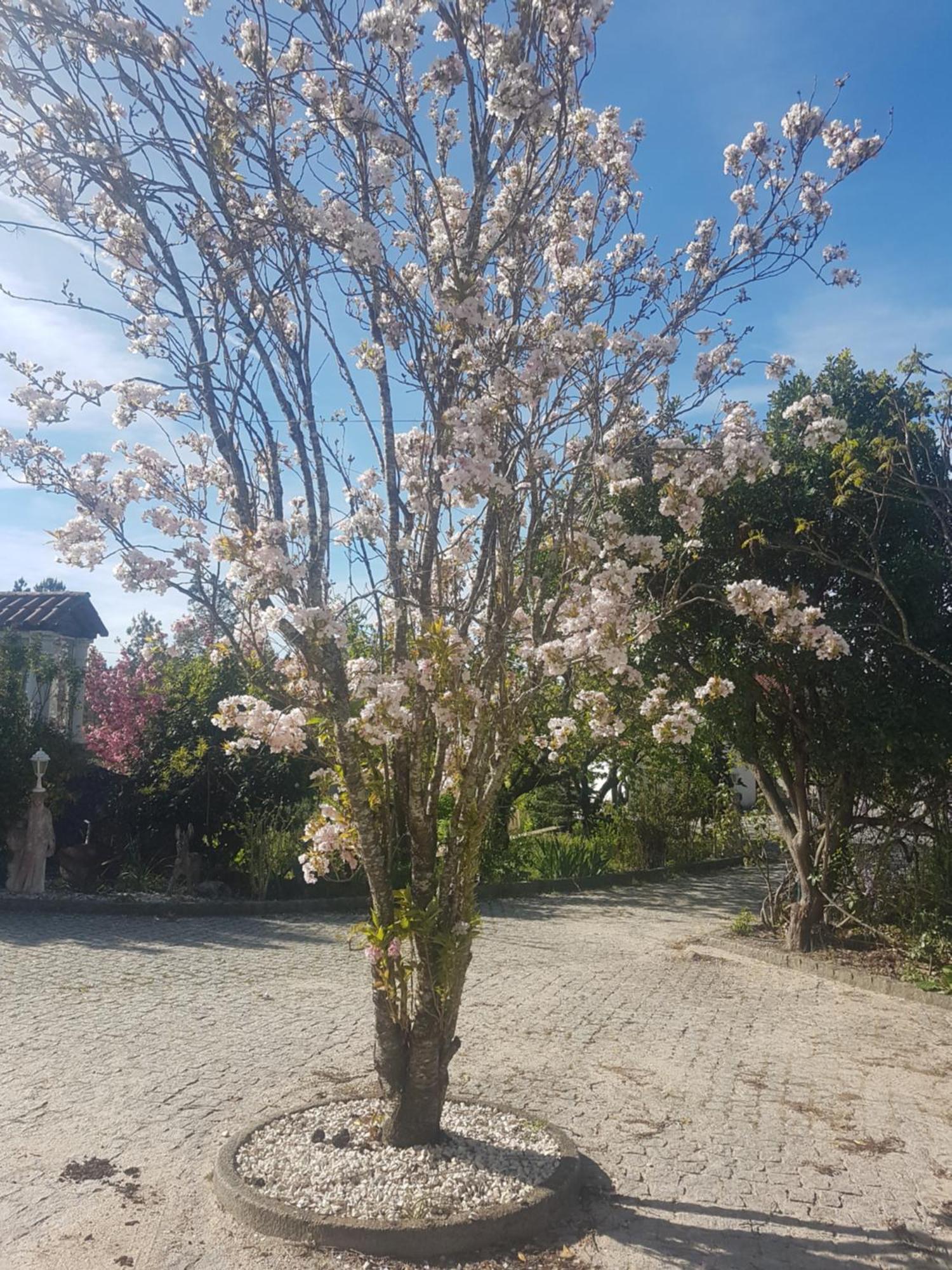 Cantinho Das Barrocas Penalva do Castelo Exterior foto